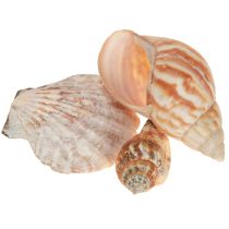 kohteita Kuoren koristelu merietana luonnollinen 350g × 3kpl