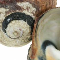 kohteita Turban Shell Alikreukel Natural 500g
