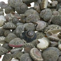 Hajanaiset koristekuoret umbonium, merikoristeet luonto 8-16mm 1400g