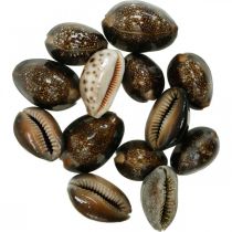 Cowrie shell deco luonto merikoristelu merietanat 500g