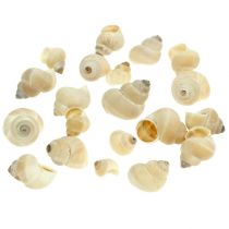 Umachi simpukka 500g