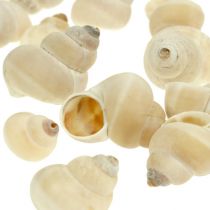 Umachi simpukka 500g