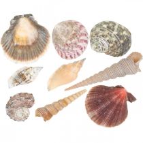 Kuoriseos, kuoret ja etanan kuoret, kesäkoristeet H3-5cm/L2,5-9cm 950g