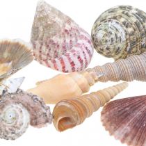 Kuoriseos, kuoret ja etanan kuoret, kesäkoristeet H3-5cm/L2,5-9cm 950g