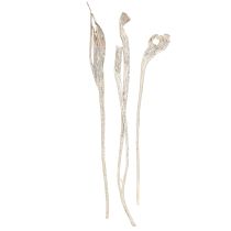 kohteita Natraj Antler Wood Mix White Pesty 10 kpl