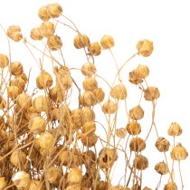 kohteita Luonnonkuituinen pellavaheinä kuivakukka-asetelmiin Linum Natur 60cm 180g