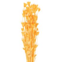 kohteita Nigellan kuivakukka-asetelma pitkäaikaiseen käyttöön. Elegantti katseenvangitsija. 70 cm 50 g