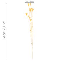 kohteita Nigellan kuivakukka-asetelma pitkäaikaiseen käyttöön. Elegantti katseenvangitsija. 70 cm 50 g