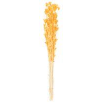 kohteita Nigellan kuivakukka-asetelma pitkäaikaiseen käyttöön. Elegantti katseenvangitsija. 70 cm 50 g