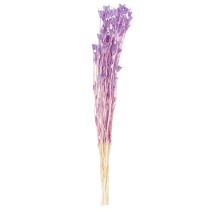kohteita Kuivattujen nigella-kukkien kimppu, koristekäyttöön olohuoneessa, luo ainutlaatuisen tunnelman, 70 cm, 50 g