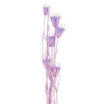 kohteita Kuivattujen nigella-kukkien kimppu, koristekäyttöön olohuoneessa, luo ainutlaatuisen tunnelman, 70 cm, 50 g