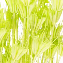kohteita Kuivattuja Nigellan kukkia, ihastuttava luonnollinen huonekoriste kotiin, 70 cm, 50 g
