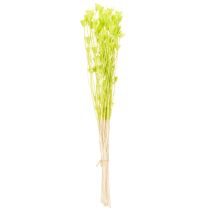 kohteita Kuivattuja Nigellan kukkia, ihastuttava luonnollinen huonekoriste kotiin, 70 cm, 50 g