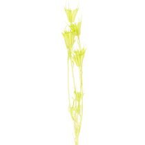 kohteita Kuivattuja Nigellan kukkia, ihastuttava luonnollinen huonekoriste kotiin, 70 cm, 50 g