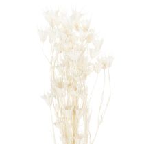 kohteita Kuivattuja Nigella-kukkia, elegantti luonnonkoriste eksklusiiviseen sisustukseen, 70 cm, 50 g
