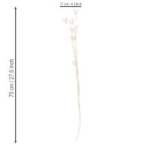 kohteita Kuivattuja Nigella-kukkia, elegantti luonnonkoriste eksklusiiviseen sisustukseen, 70 cm, 50 g