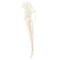 kohteita Kuivattuja Nigella-kukkia, elegantti luonnonkoriste eksklusiiviseen sisustukseen, 70 cm, 50 g