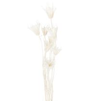 kohteita Kuivattuja Nigella-kukkia, elegantti luonnonkoriste eksklusiiviseen sisustukseen, 70 cm, 50 g