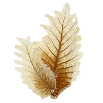 kohteita Oak Leaf valkaistu 35 kpl