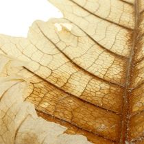 kohteita Oak Leaf valkaistu 35 kpl