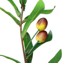 kohteita Oliivinoksa keinotekoinen oliivi koristeoksa 45cm