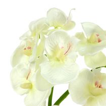 Orkidea kermanvalkoinen L57cm 6kpl