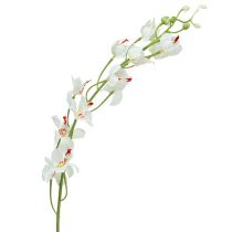 Orkidea Mokara Valkoinen 92cm 3kpl