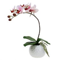 Orkidea vaaleanpunainen keraamisessa ruukussa 31cm