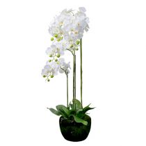 Valkoinen orkidea maapallolla 110cm