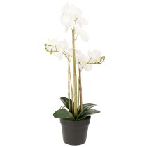 kohteita Keinotekoinen orkidea ruukussa harmonisen tunnelman luomiseksi, valkoinen, 60 cm