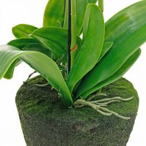 kohteita Keinotekoiset orkideat ruukulle valkoinen 80cm