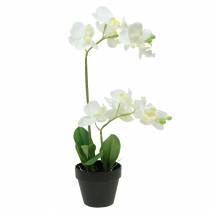 Orkideat valkoinen ruukku keinotekoinen kasvi H35cm