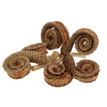 kohteita Palm Male Nature 25 kpl