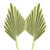 Palmspear omenanvihreä pesty valkoinen 65kpl