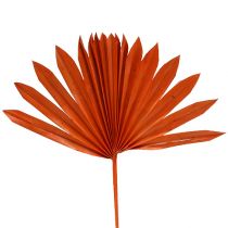 Palmspear Sun Orange 30 kpl