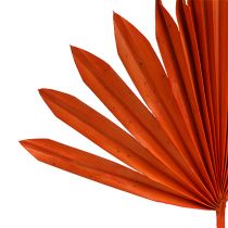 Palmspear Sun Orange 30 kpl