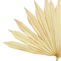 Palmspear Sun valkaistu 30kpl