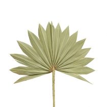 Palmspear Sun mini luonto 50p
