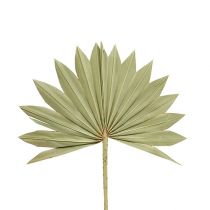 Palmspear Sun mini luonto 50p