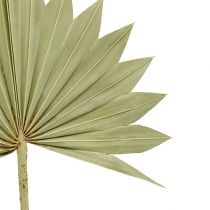 Palmspear Sun mini luonto 50p