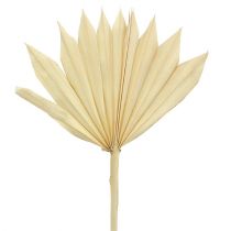 Palmspear Sun minivalkaistu 30kpl
