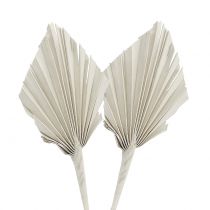 kohteita Palmspear Mini White pesty 100 kpl