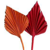 Palmspear lajiteltu punainen/oranssi 50kpl