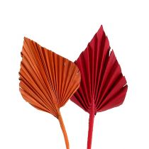 Palm Spear mini lajike. Punainen/oranssi 100kpl