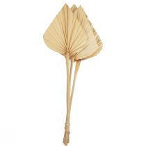 Palmspear Palmulehtiä Luonnollinen koriste Valkaistu 12,5×38cm 4kpl