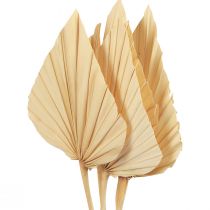 Palmspear Palmulehtiä Luonnollinen koriste Valkaistu 12,5×38cm 4kpl