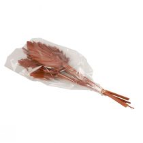 kohteita Palmspear palmulehtiä luonnollinen koriste ruskea 5-9×14cm L35cm 4 kpl