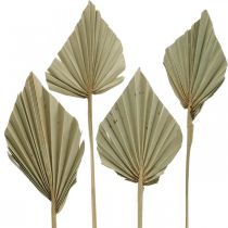 Mini Palm Spear, kuiva kukka, adventtikoriste, muistopäivien luonto L33-34cm W7-9cm 4kpl 4kpl
