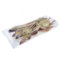 kohteita Palmspear lajiteltu Marokko 30 kpl