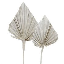 Kämmen keihäs pesty valkoinen 10cm - 15cm L33cm 65p